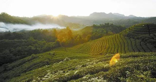 Taiping Houkui: A Healthy Alternative to High-Calorie Beverages and a Science-Backed Choice for Weight Loss