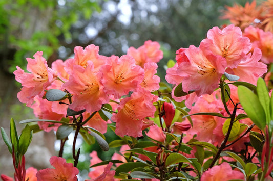 Tea Leaf Residue as Garden Fertilizer: A Sustainable Choice for the Environment and Plant Health