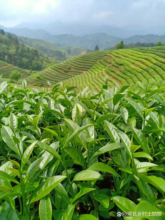 West Lake Longjing: The Ultimate Green Tea for Energy and Wellness